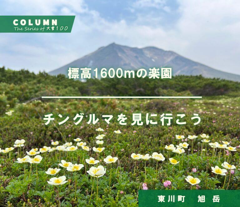 標高1600mの楽園　チングルマを見に行こう